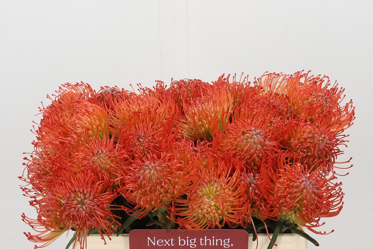 Leucospermum Succession 35cm