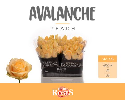 R Gr Avalanche Peach
