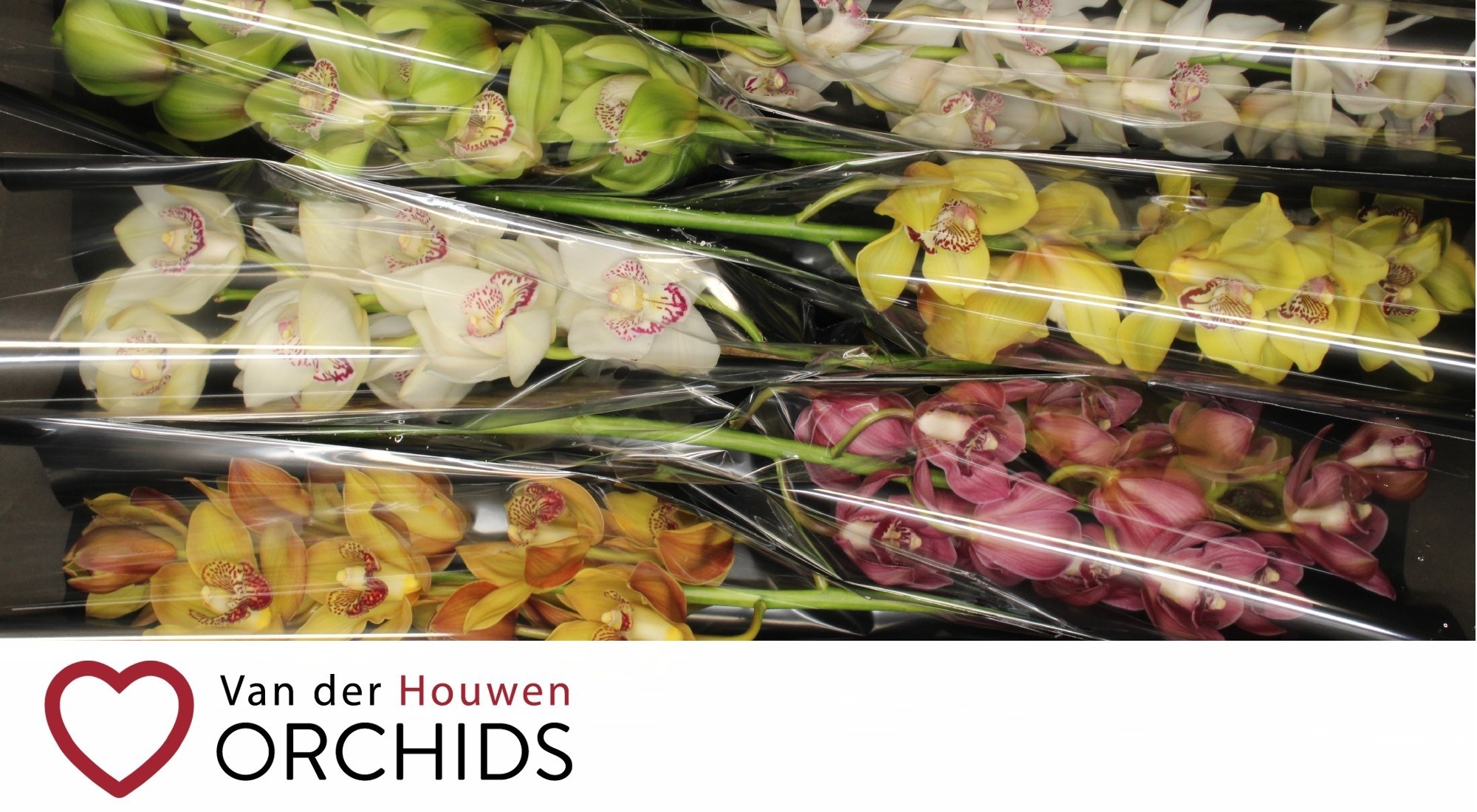 Cymbidium Asst 11bl