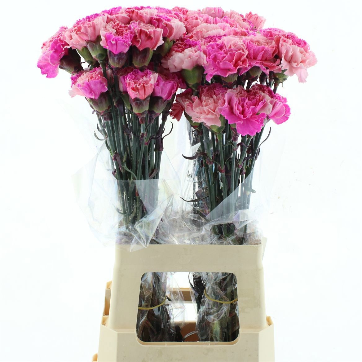 Dianthus St Painted 70cm