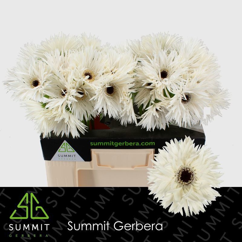 Ge Gr Garden Ghost