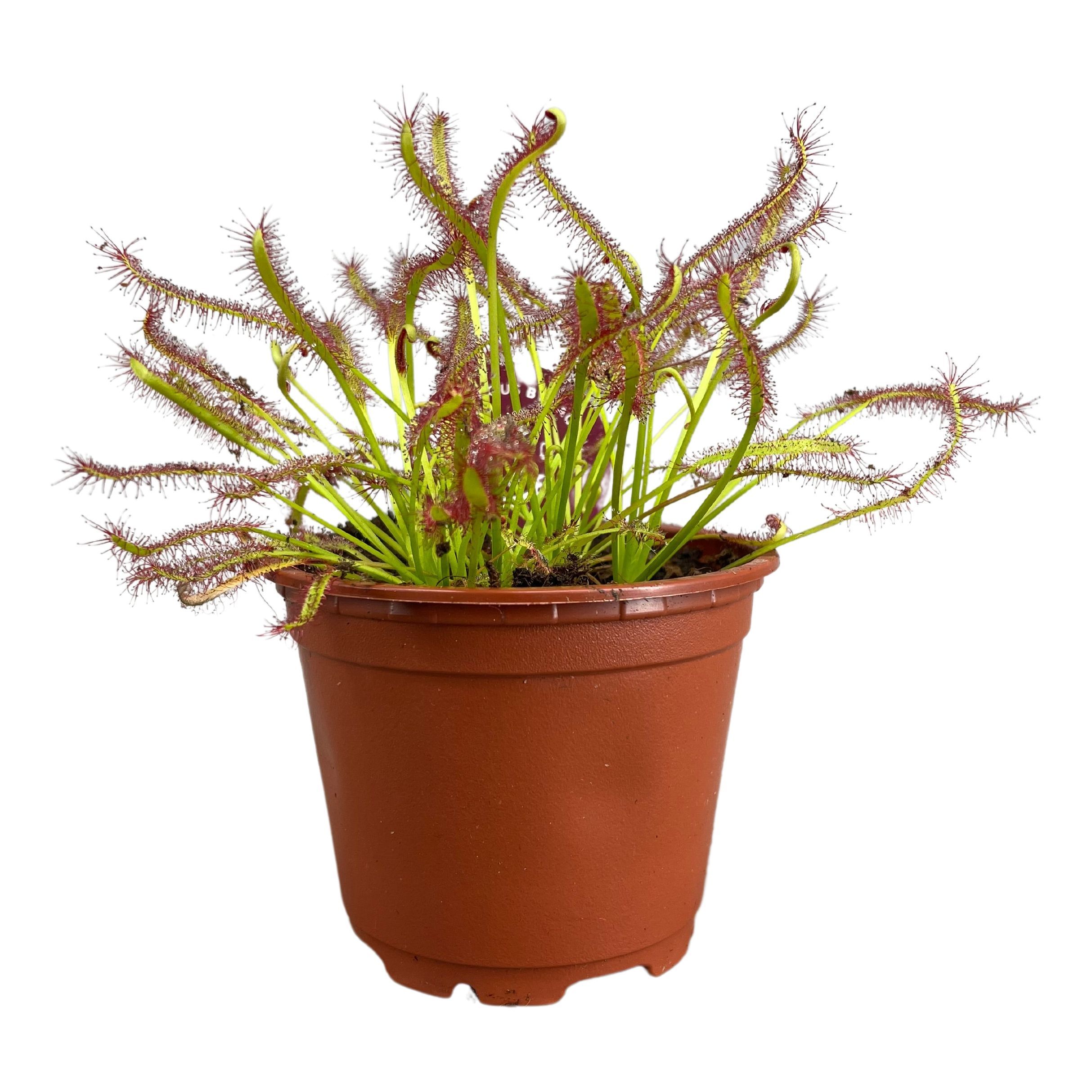 Drosera 508P 13H