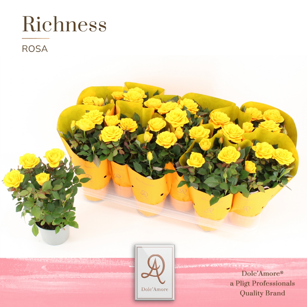 Picture of Rosa Yellow Dolc'Amore® Metallic P10.5 25CM