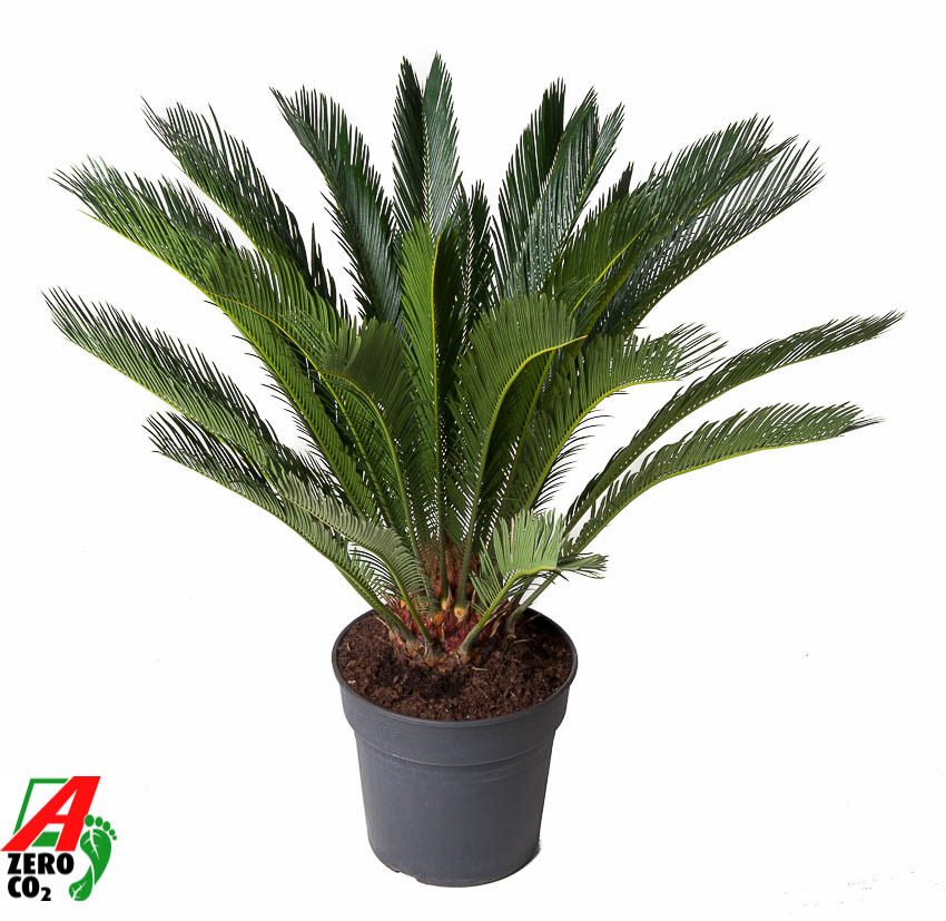 Picture of Cycas revoluta P30 100CM (LOOSE)