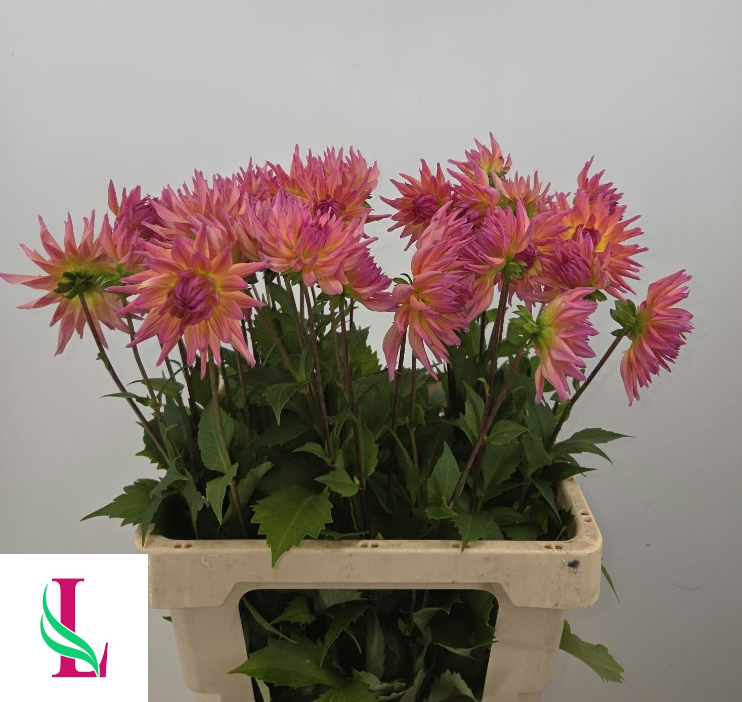 Dahlia Karma Sangria 60cm