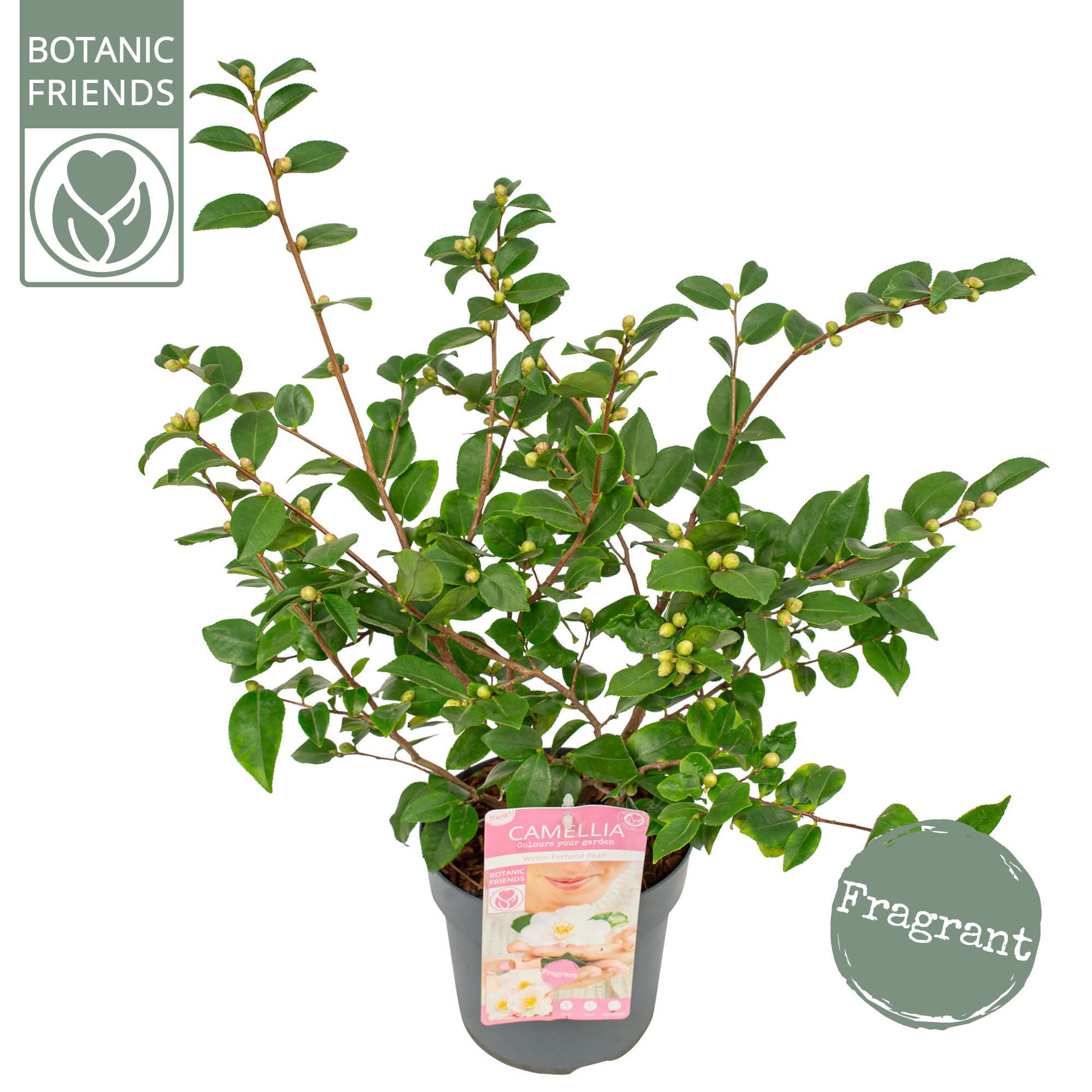 Picture of Camellia ja.'Winter Perfume Pearl'® Premium