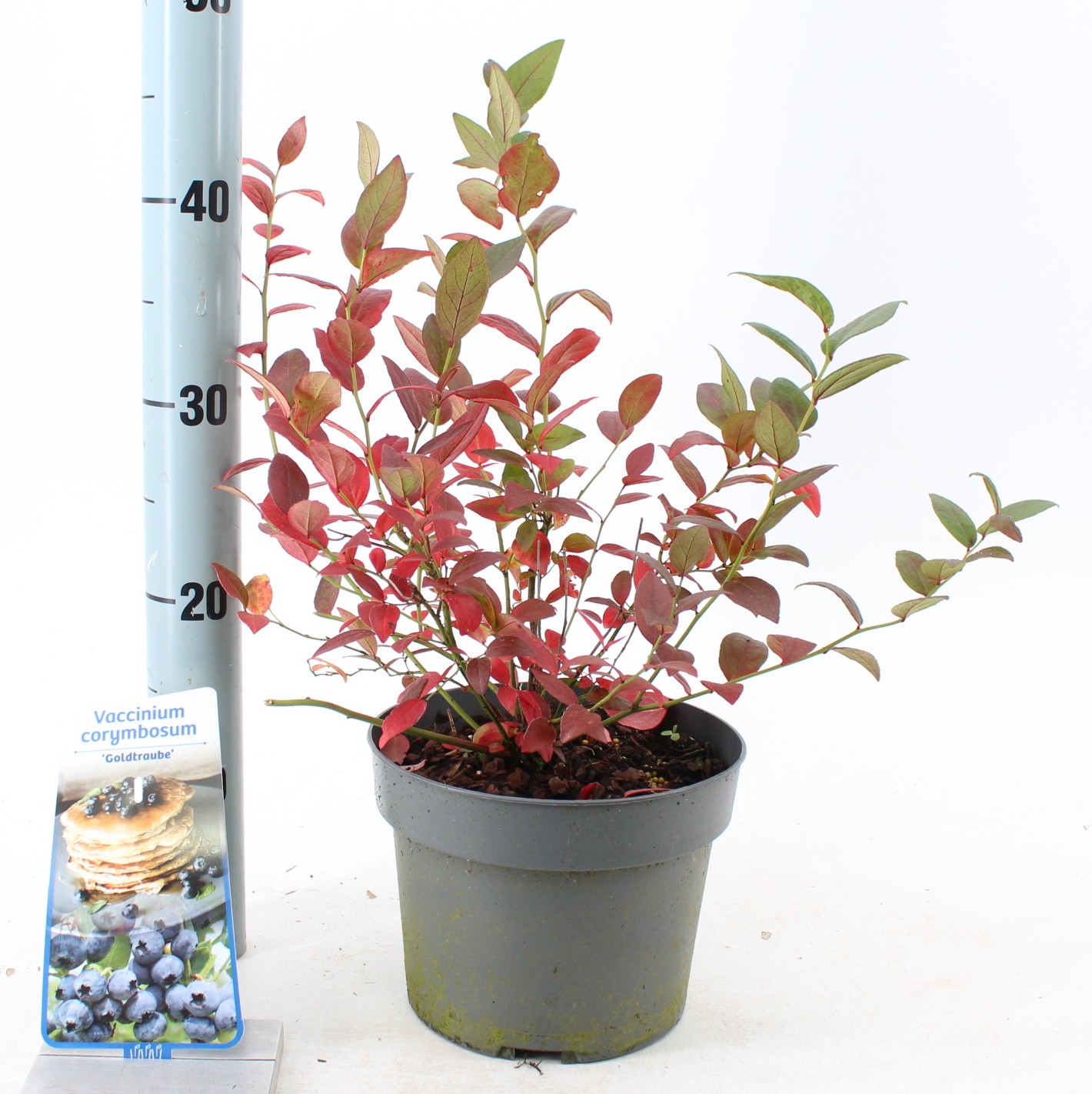 Picture of Vaccinium corymbosum 'Goldtraube'