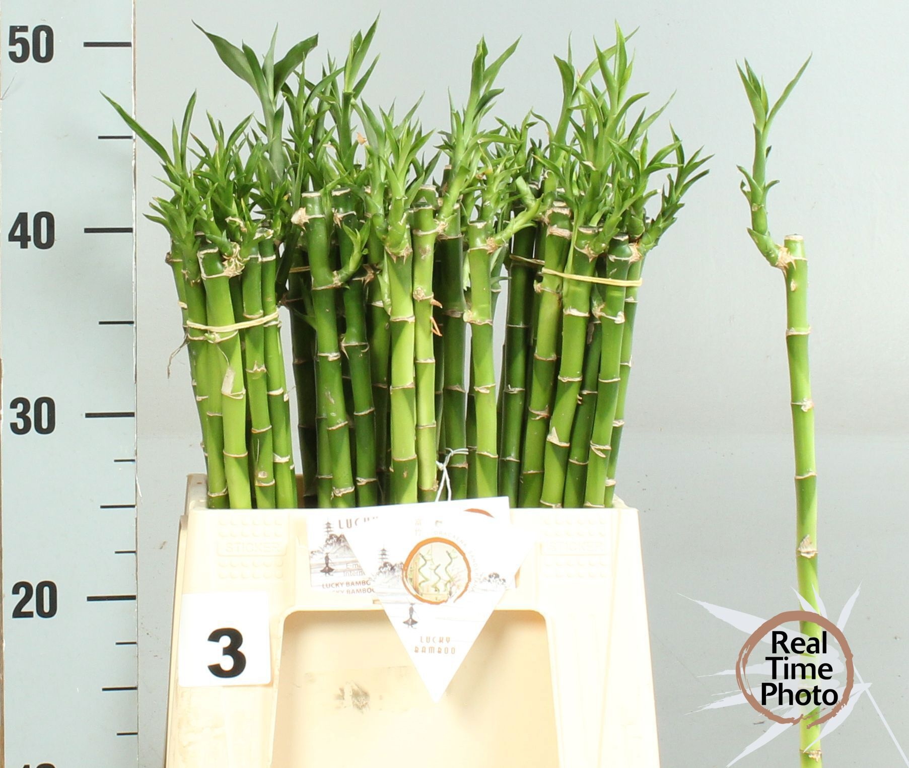 Drac S Lucky Bamboo