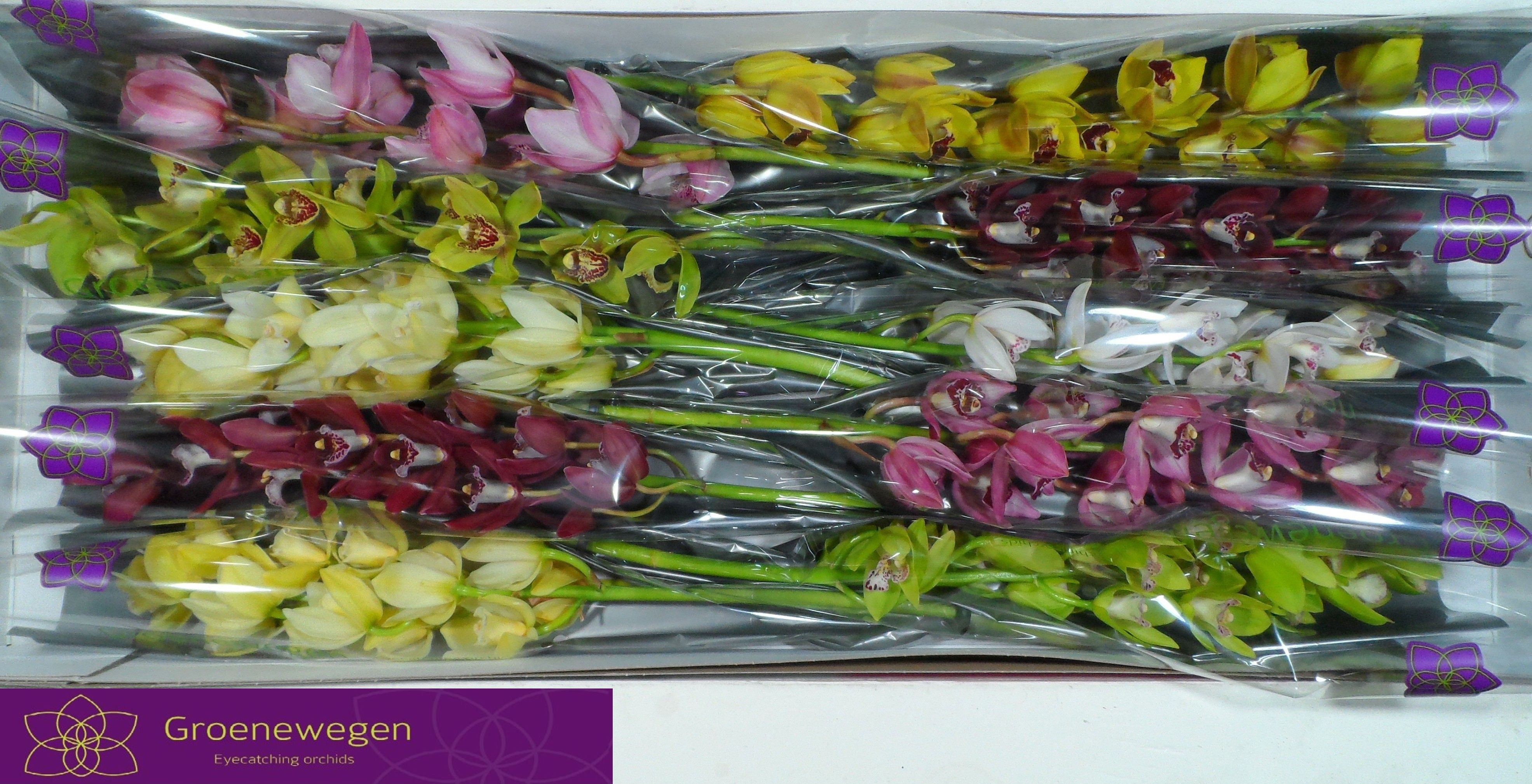 Cymbidium Asst Mini 60cm