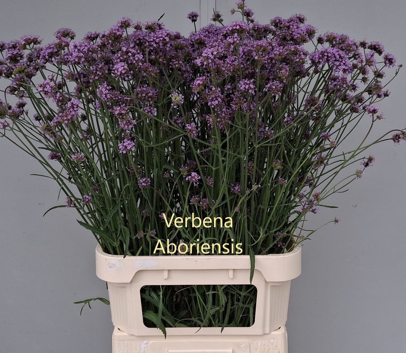 Verbena Has P Spires