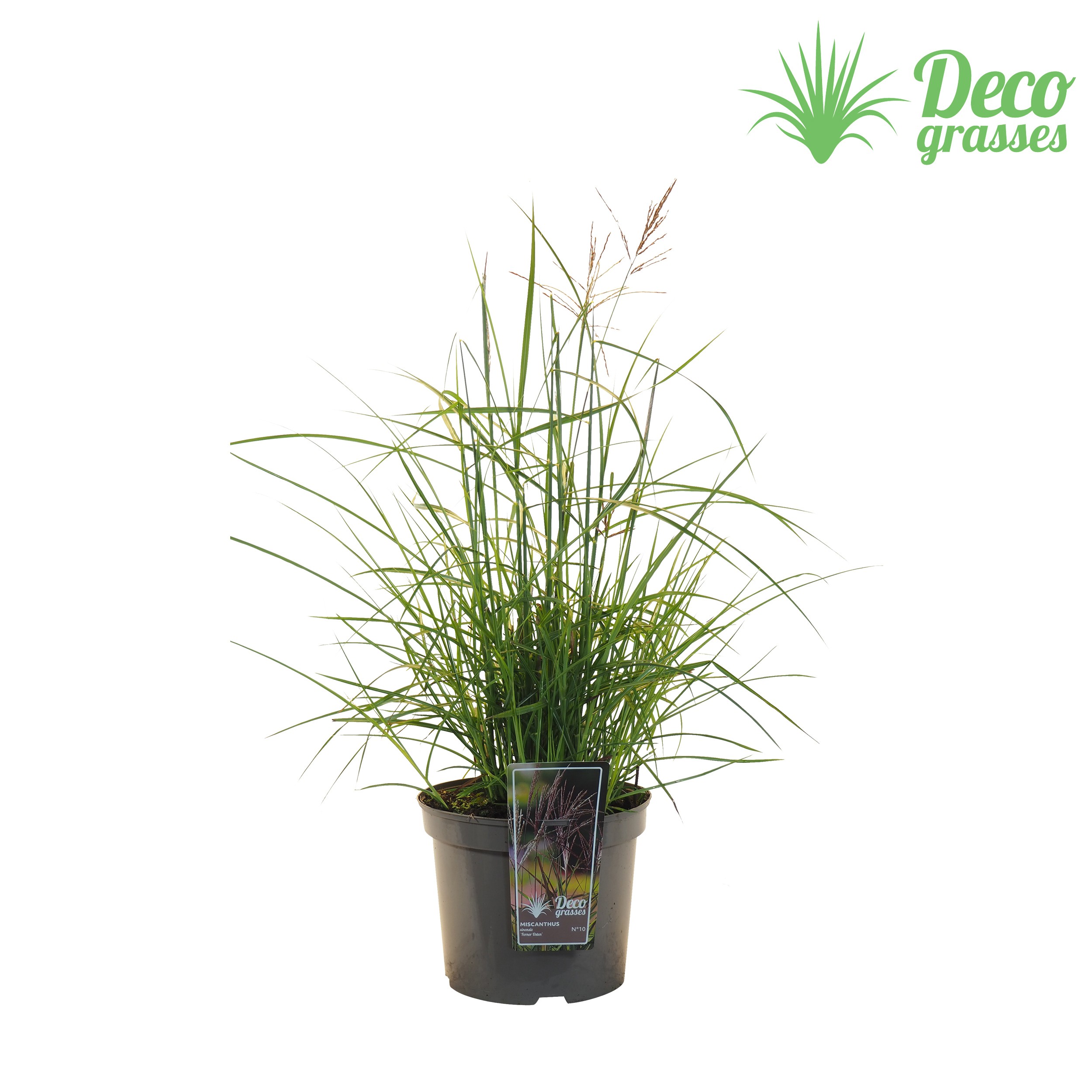 Picture of Miscanthus sinensis Ferner Osten P27 60-100CM (LOOSE)