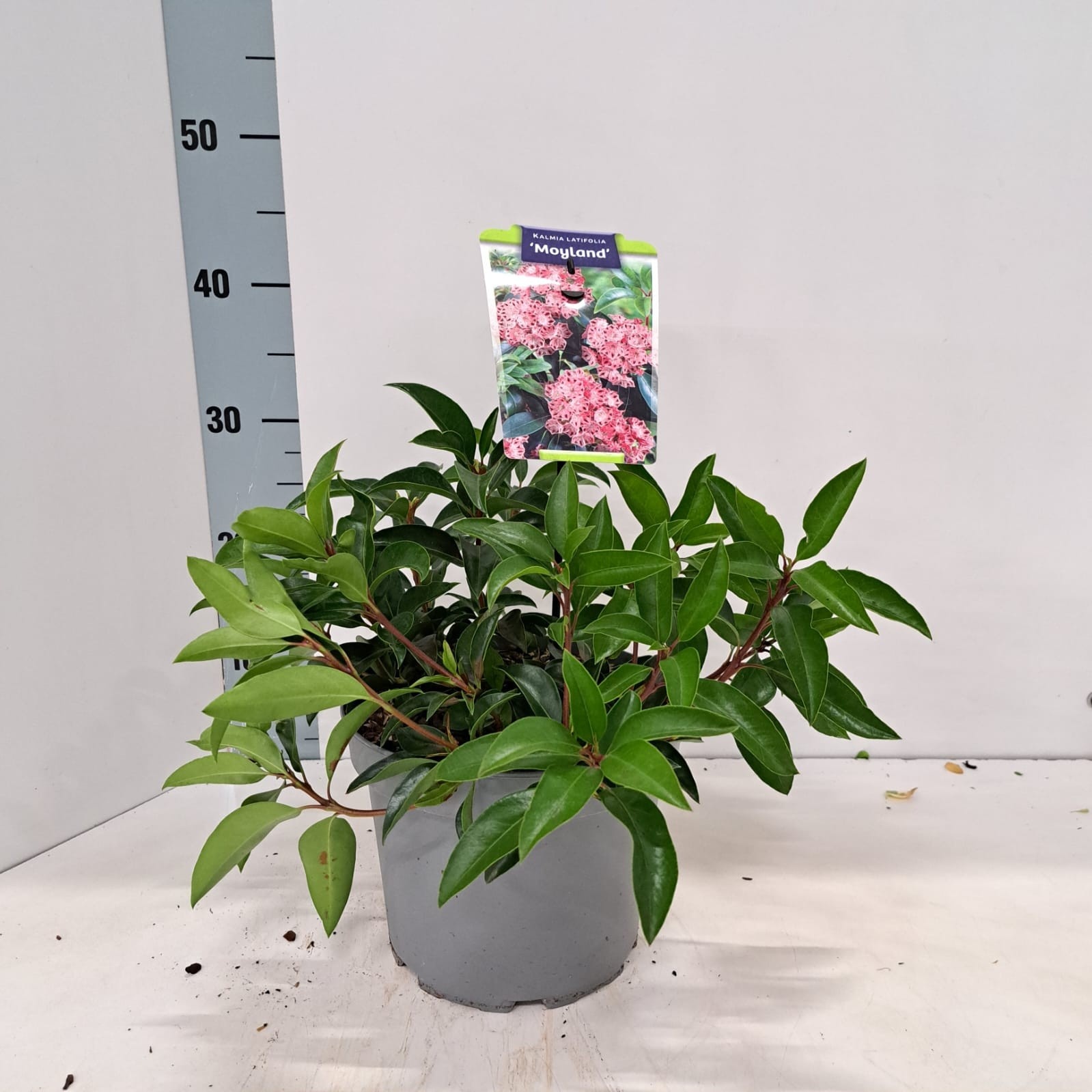 Kalmia latifolia 'Moyland'