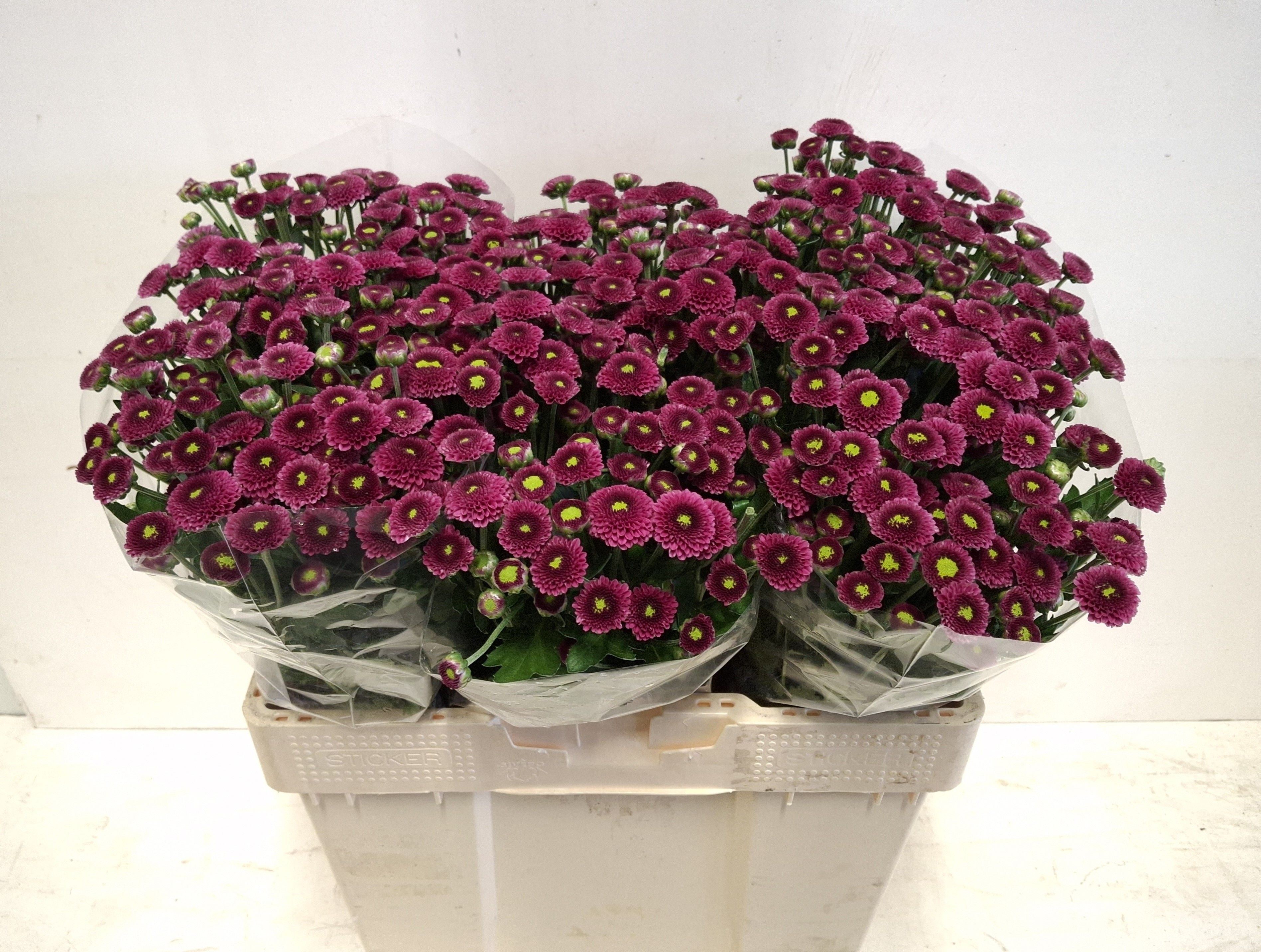 Chrys Santini Purpetta 55cm 600Ø