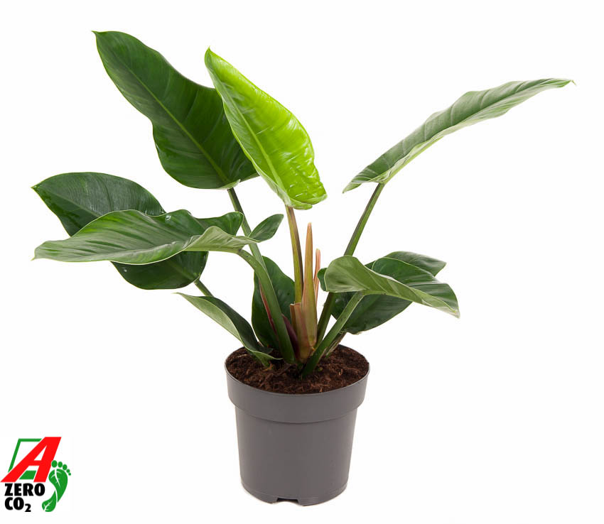 Picture of Philodendron Imperial Green P24 70CM (LOOSE)