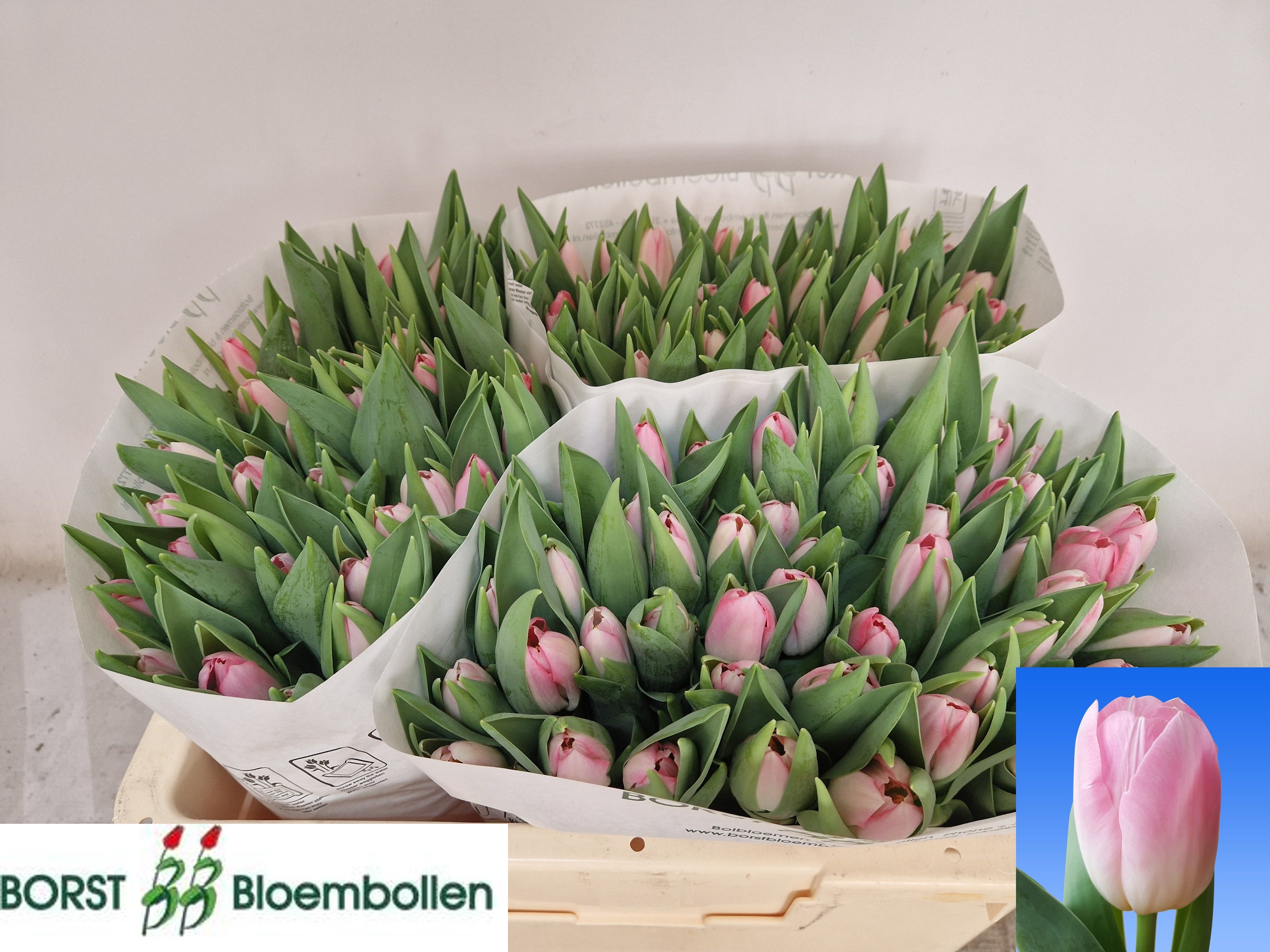 Tulipa Dynasty 36cm 30gram