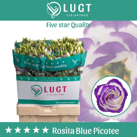 Eus G Rosi Blue Pico
