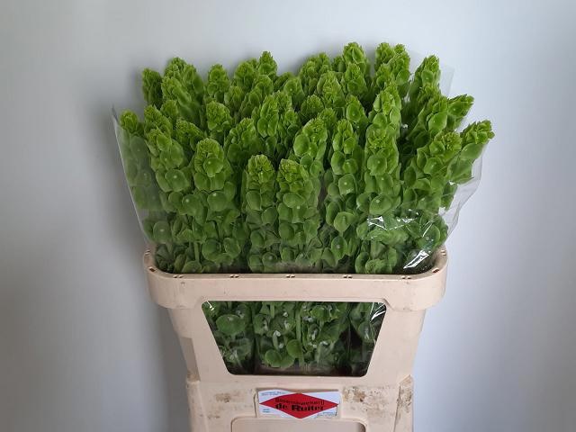 Moluccella Stuk