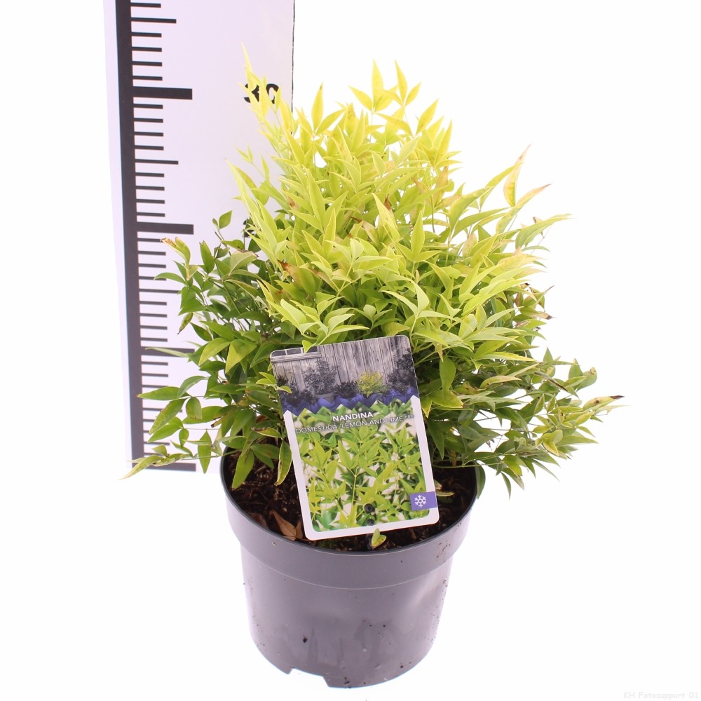 Picture of Nandina domestica 'Lemon and Lime'PBR