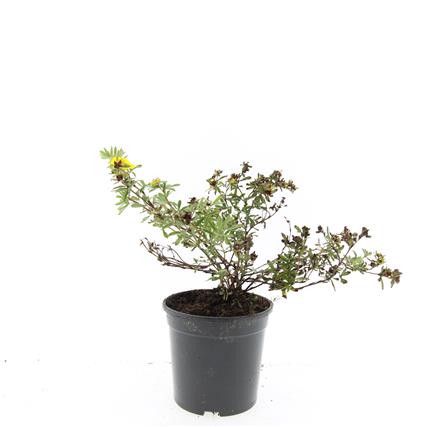 Picture of Potentilla f. Goldstar P14