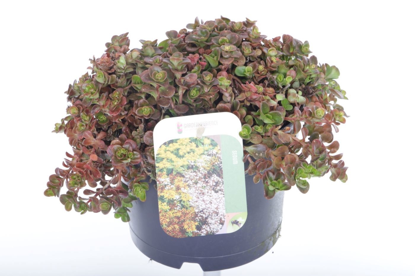 Sedum makinoi