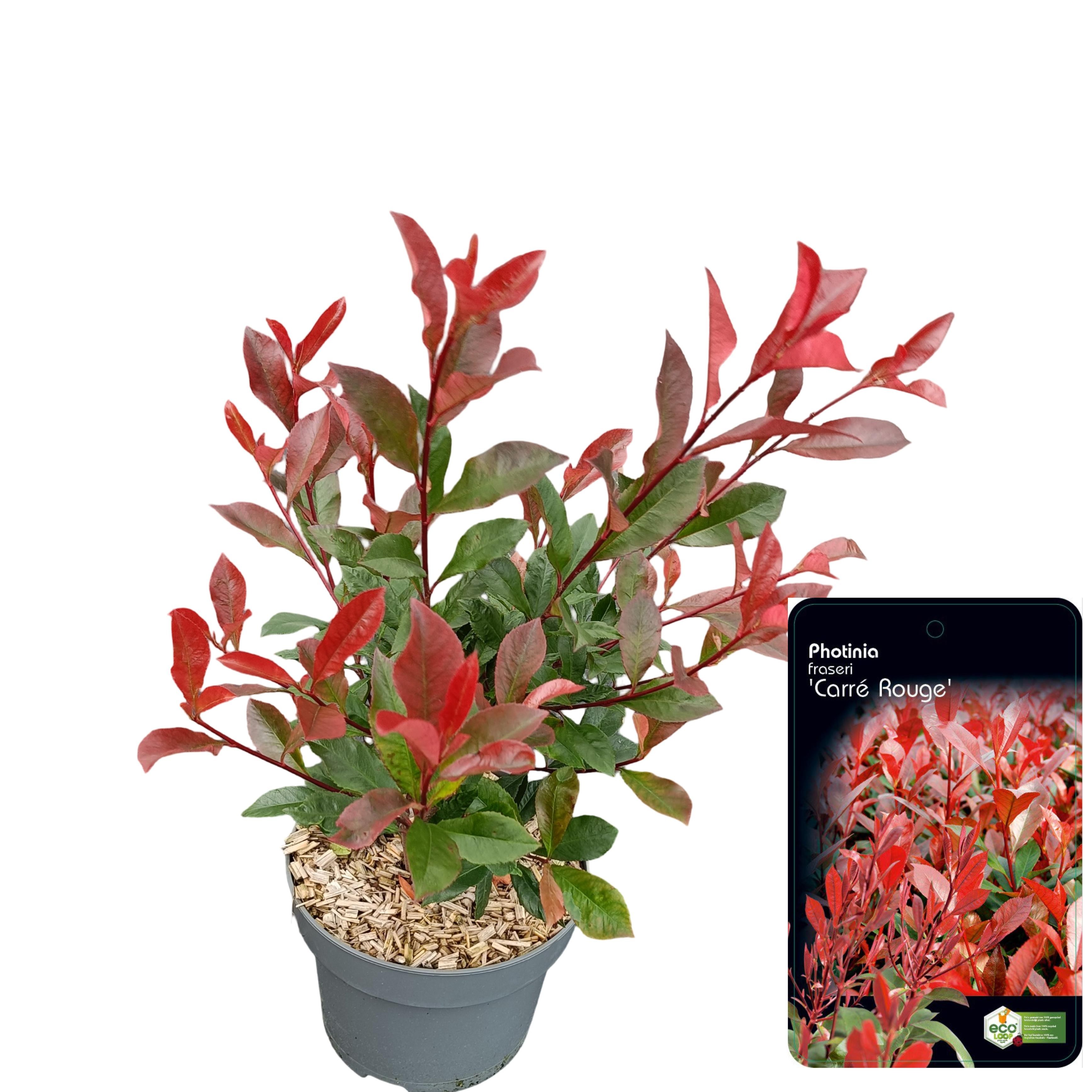Picture of Photinia fraseri 'Carré Rouge' C2