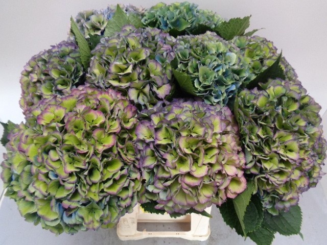 Hydrangea Royal Parade Classic 60cm 21Ø