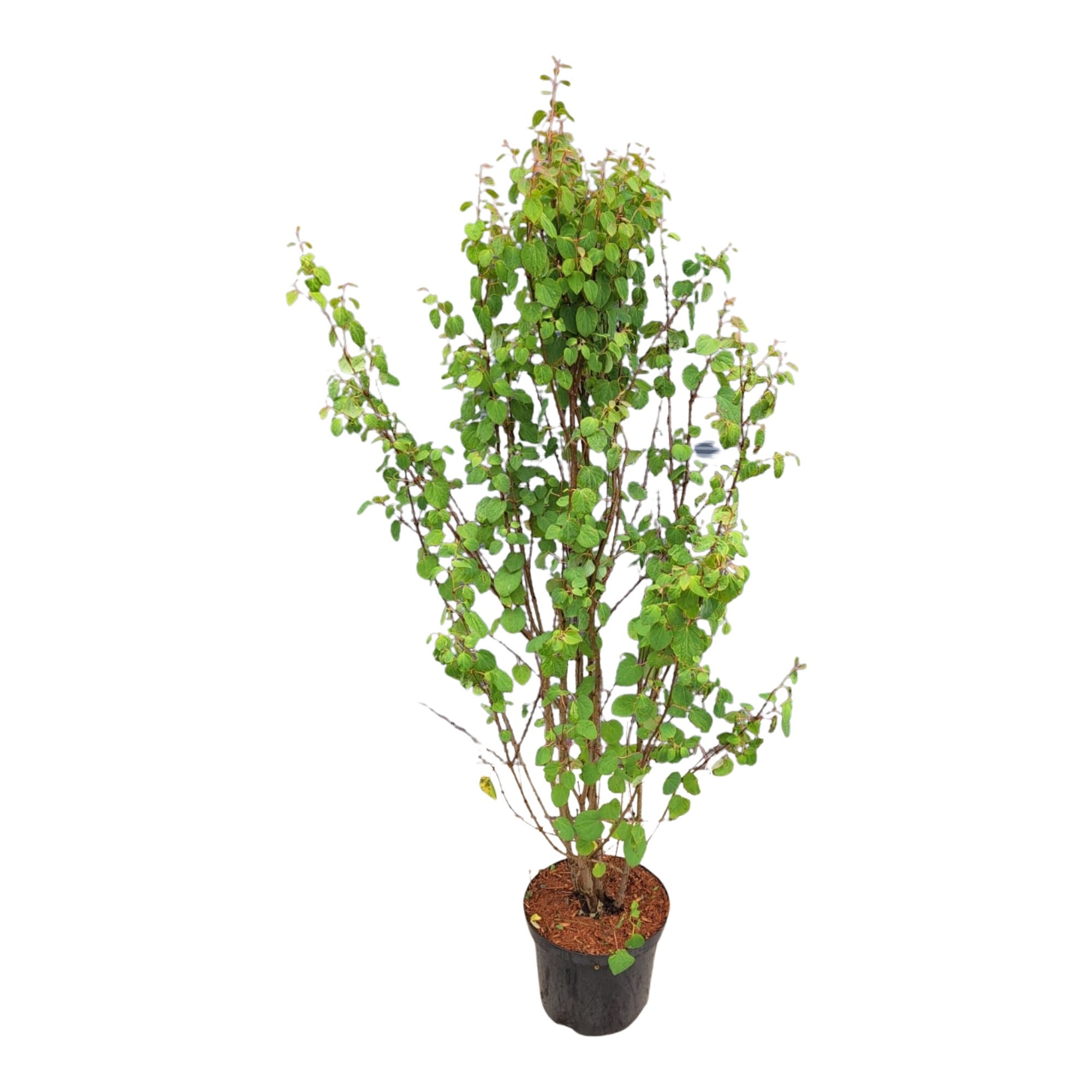 Cercidiphyllum japonicum80