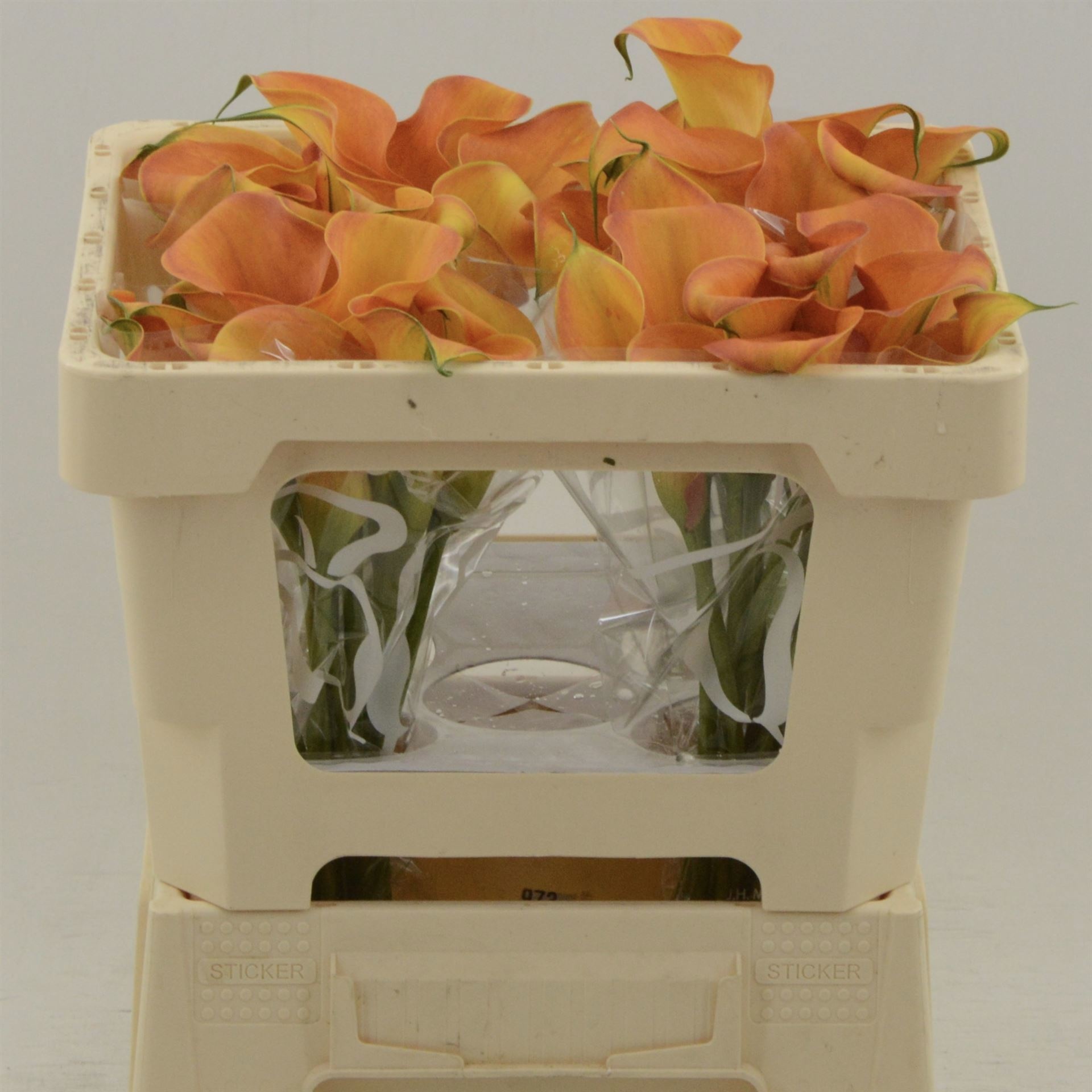 Calla Orange Beauty 45cm