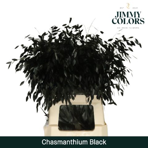 Chasmanthium L70 Black
