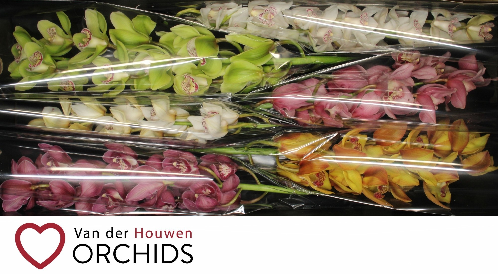 Cymbidium Asst 13bl