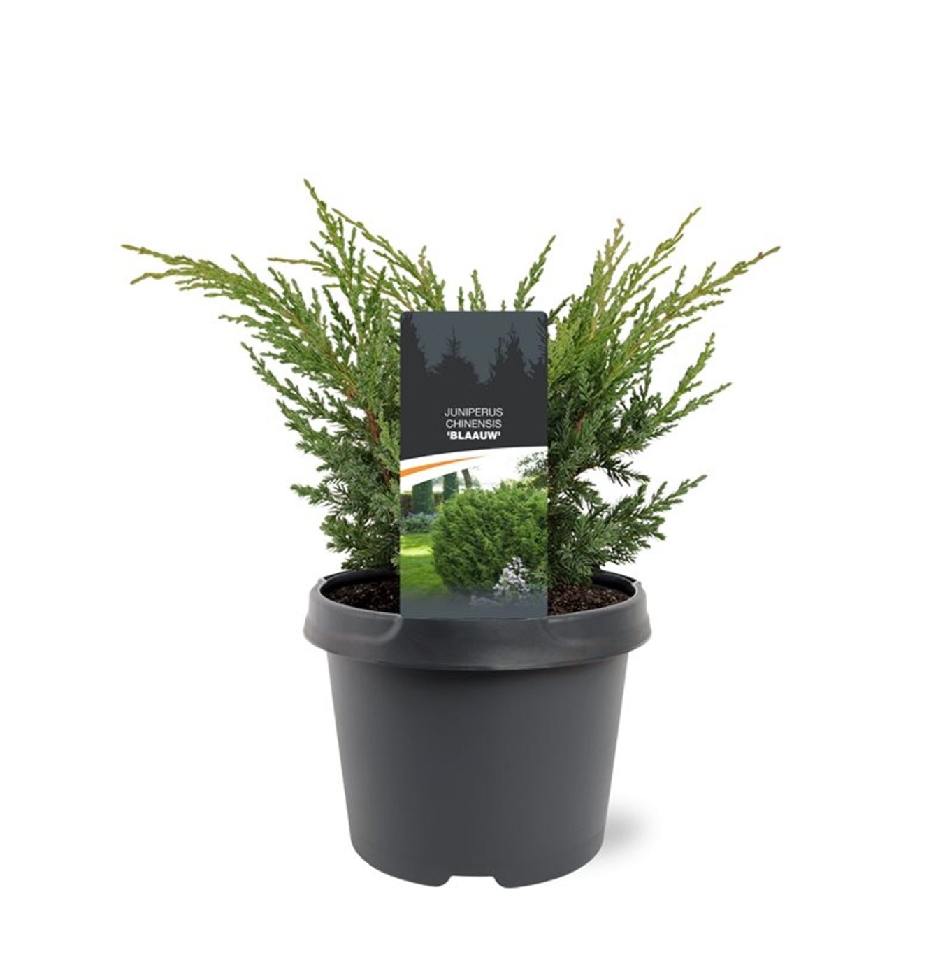 Juniperus chinensis 'Blaauw'