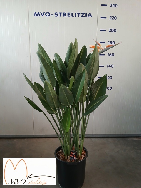 Strelitzia Regin Bl 40P 160H