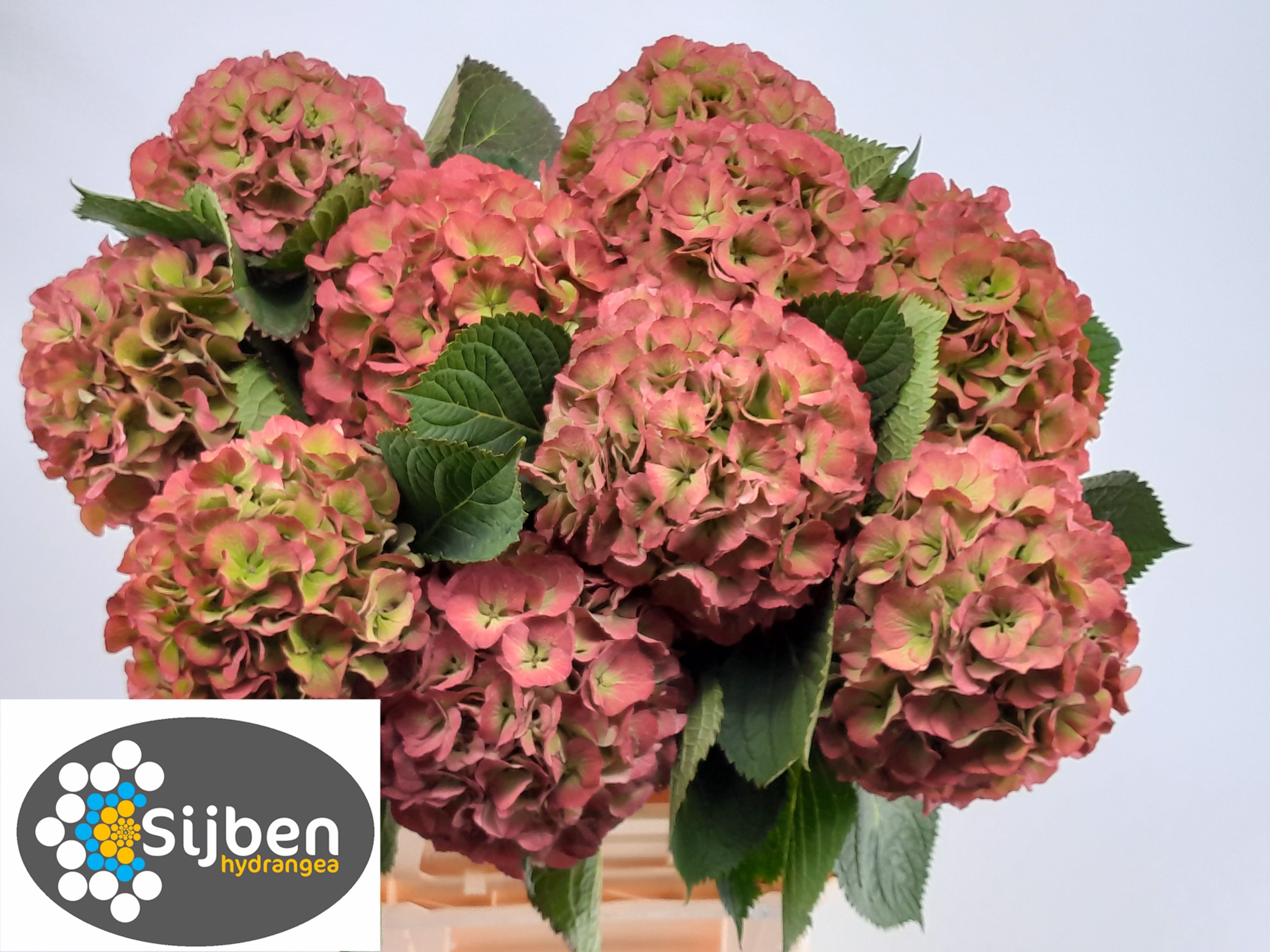 Hydrangea Elbtal Classic Pink 80cm 20Ø