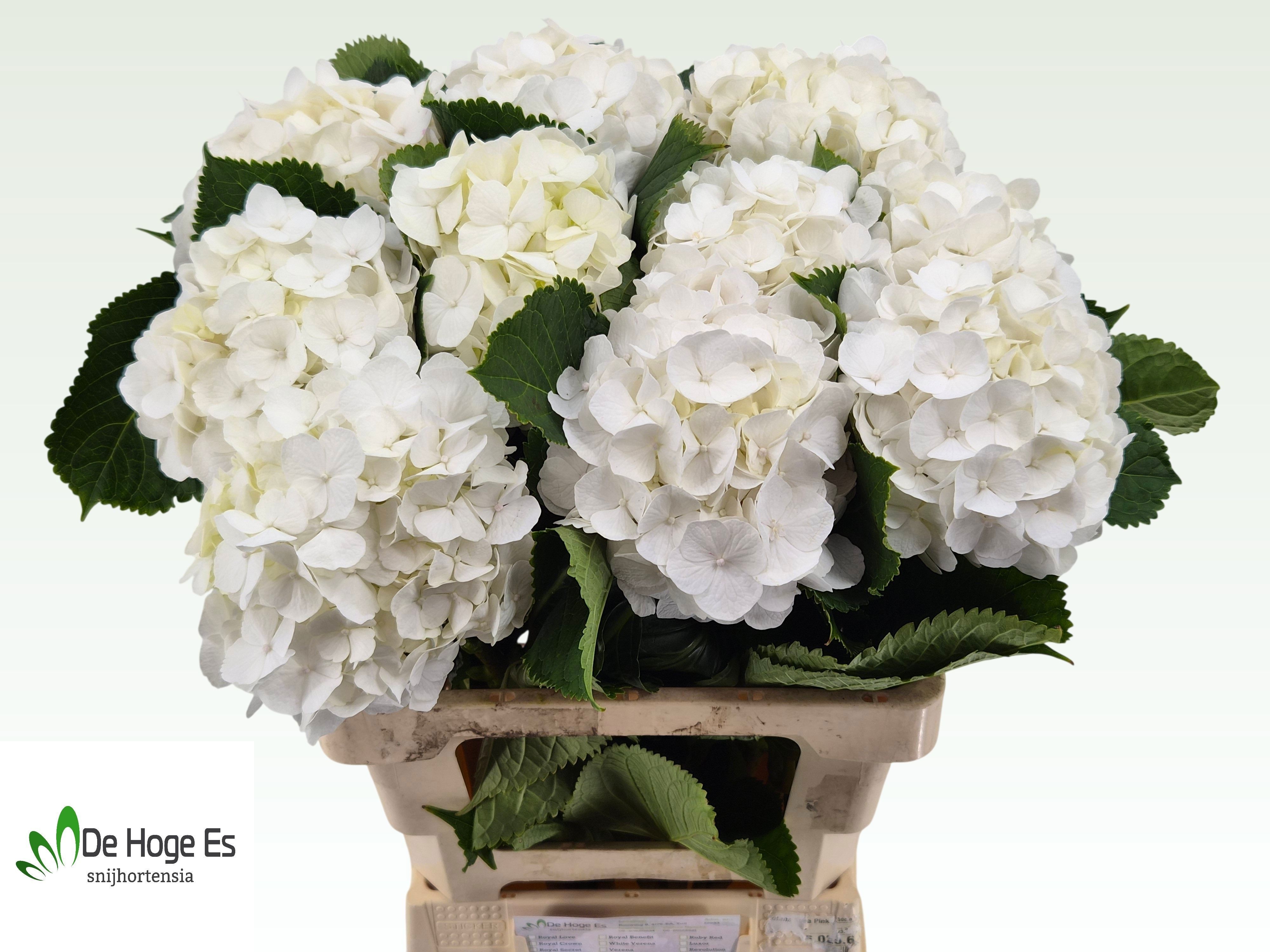 Hydrangea White Verena 60cm 17Ø