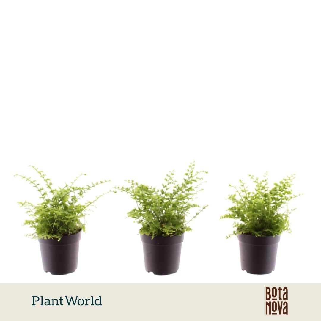 Nephrolepis exaltata 'Green Fantasy'