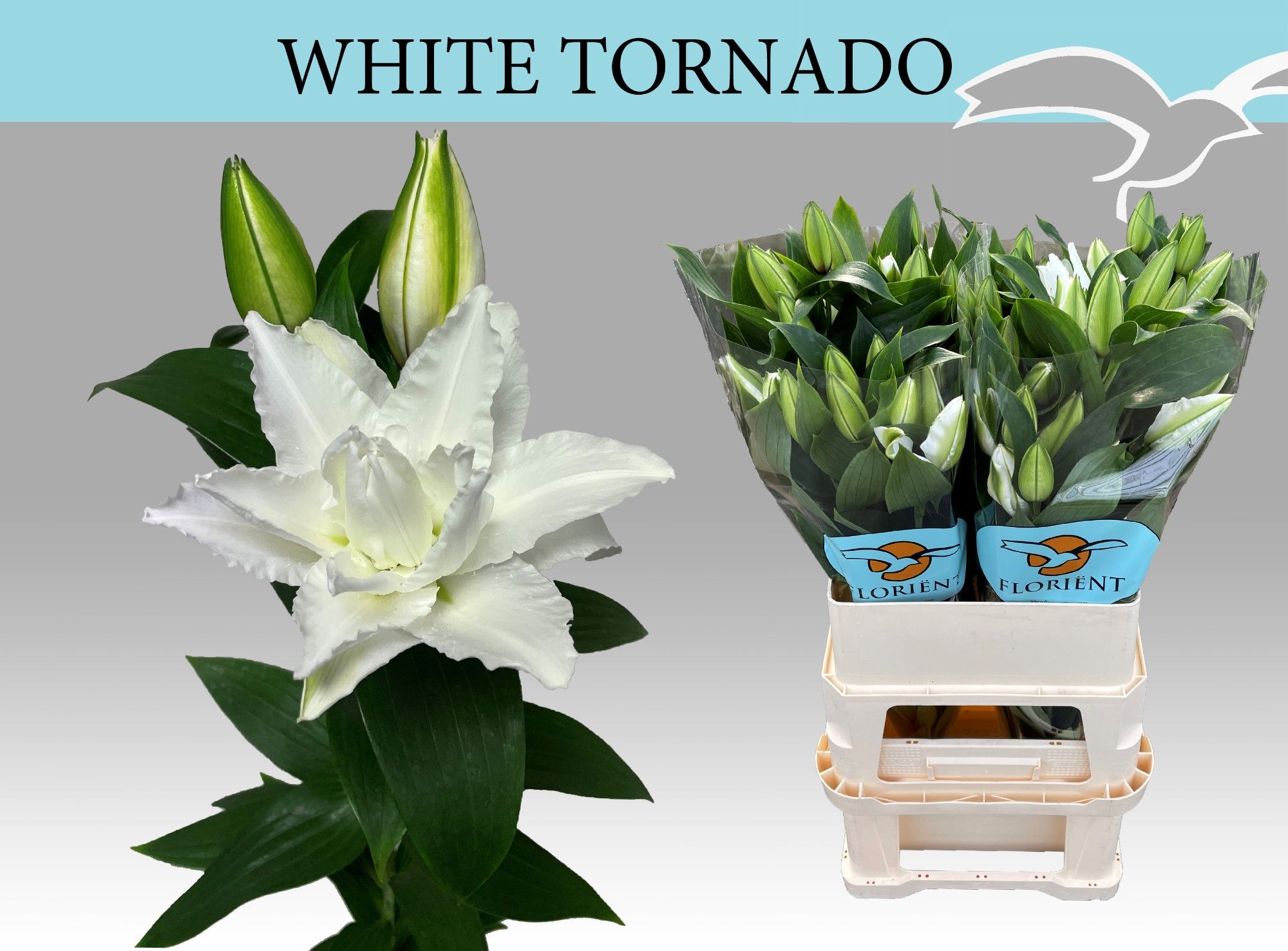 Li Or Du Whi Tornado 90cm 2/4bl