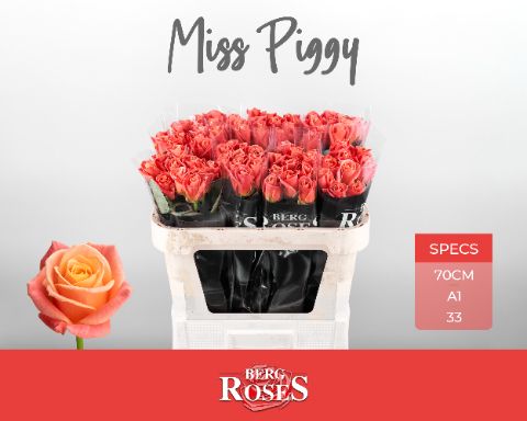 R Gr Miss Piggy+