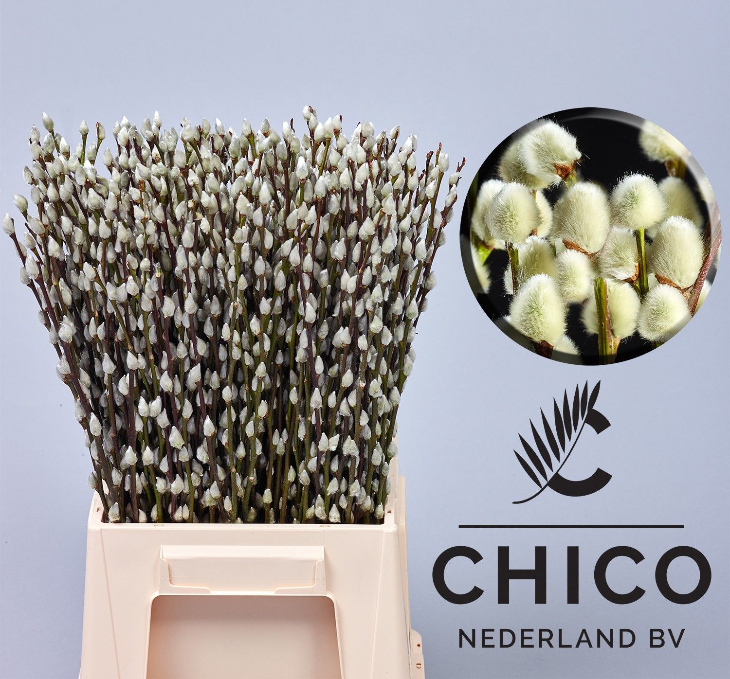 Salix Ca Snow Flake 50cm