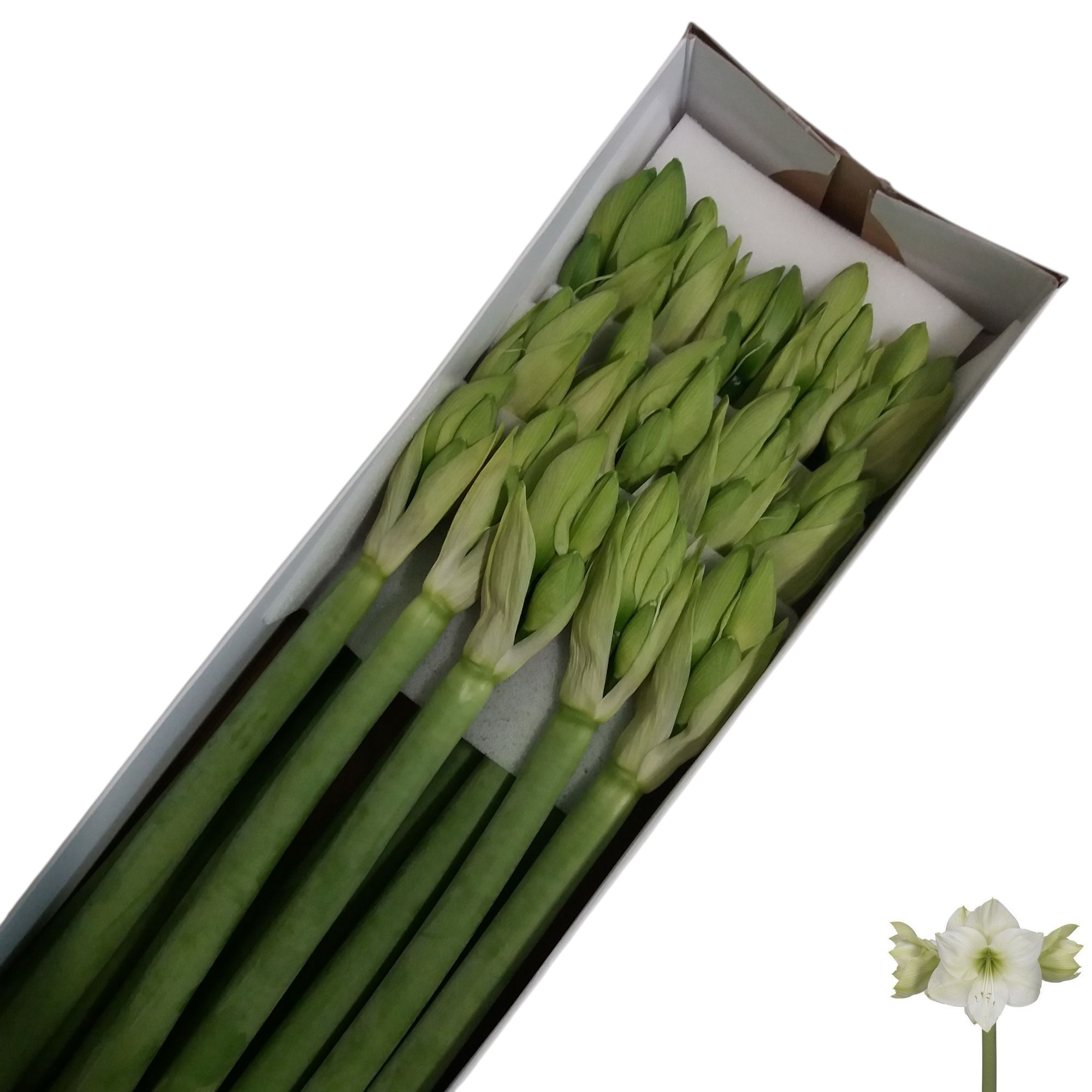 Hippeastrum Casa Blanca 4bl