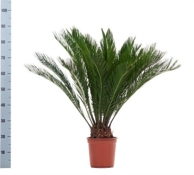 Cycas Revoluta 21P 90H 16+blad