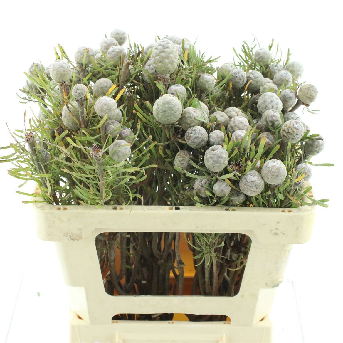 Leucadendron Galpinii Bnch 50cm