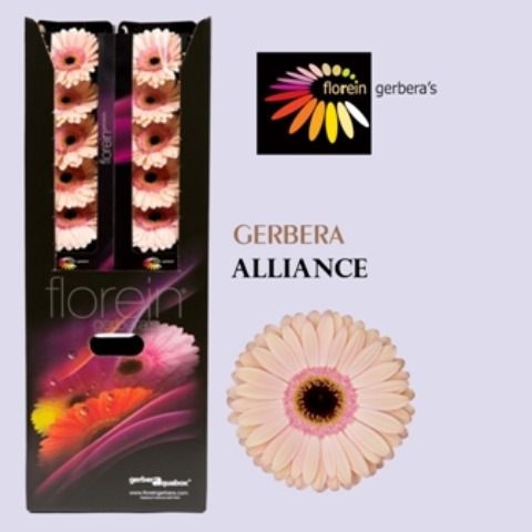 Ge Gr Alliance