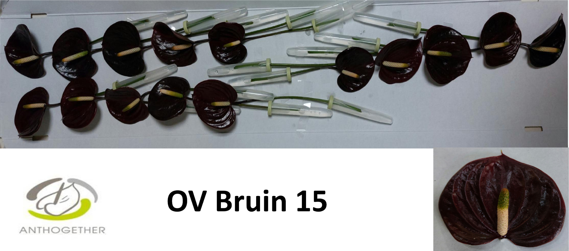Anth A Ov Bruin 15