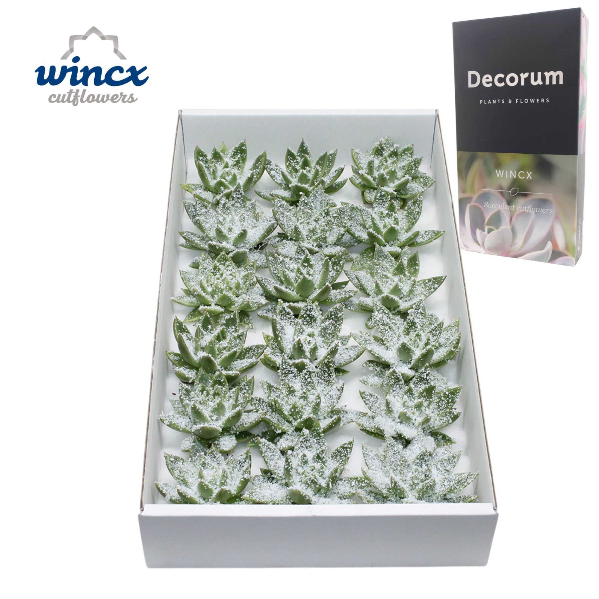 Echeveria White Snow Cutflower