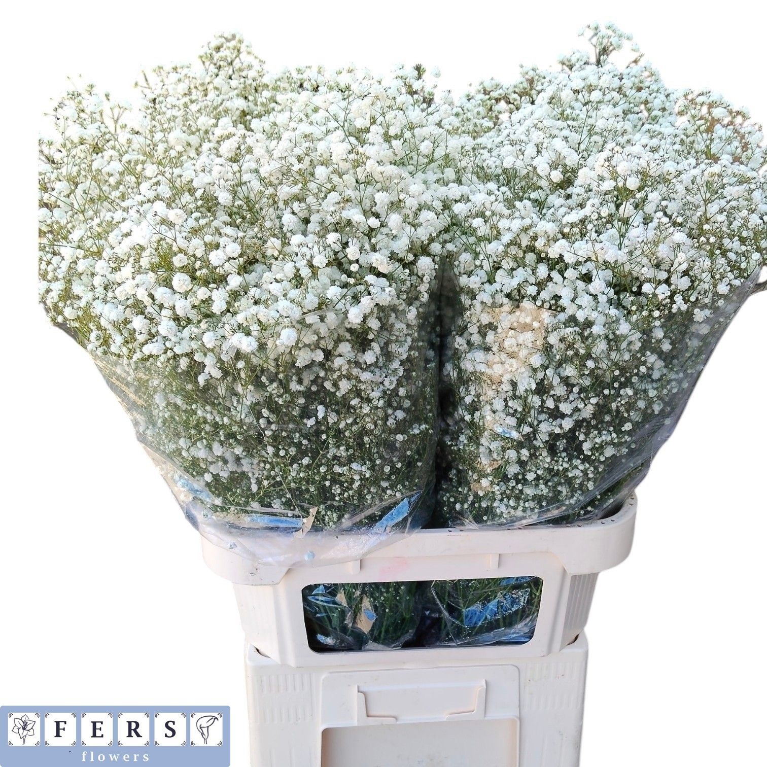 Gypsophila Xlence White 80cm 50gram
