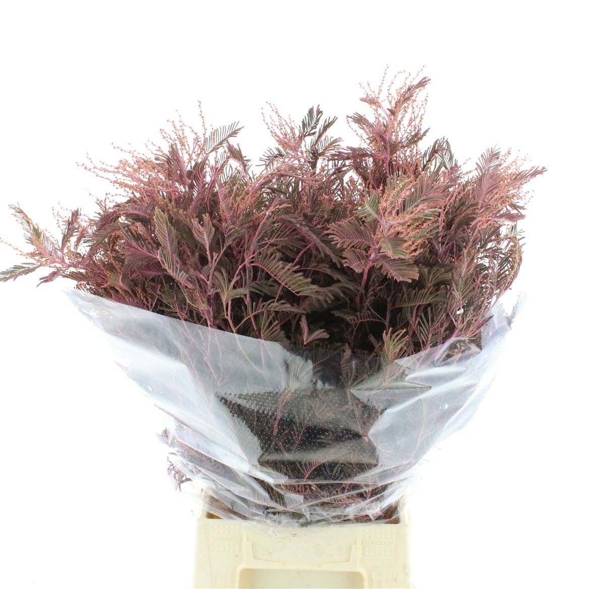 Acacia H Clair Lune Pb 50cm 200gram