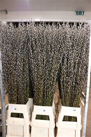 Salix Ca Snow Flake 180cm