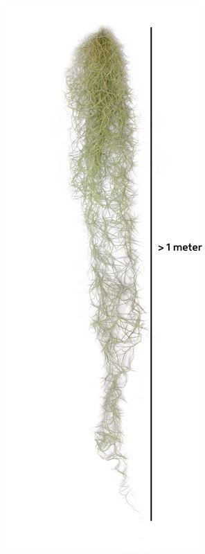 Till Usneoides