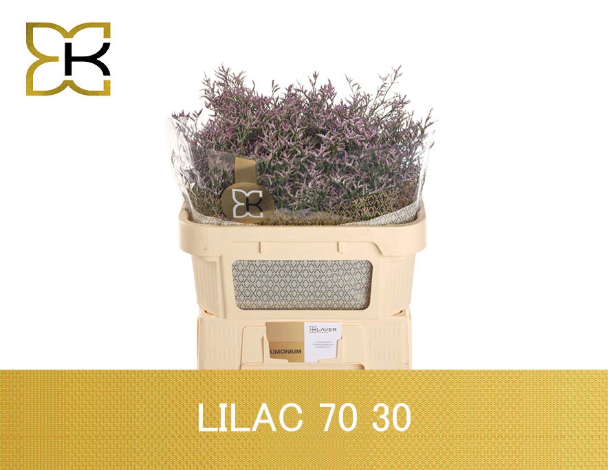 Lim Saf Lilac