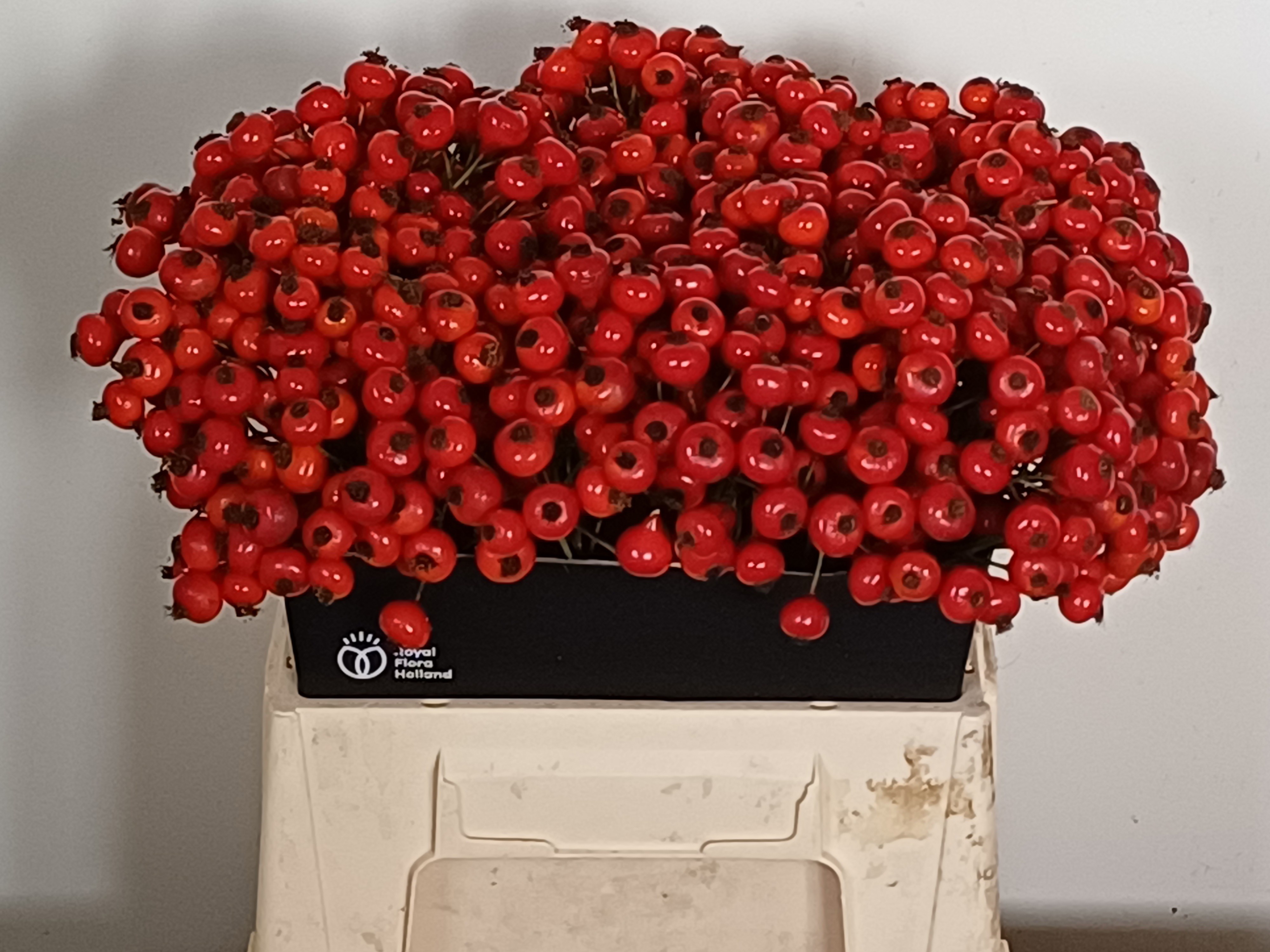 Rosa R Hooijdonk 2.0 40cm